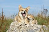 CORGI PEMBROKE 795